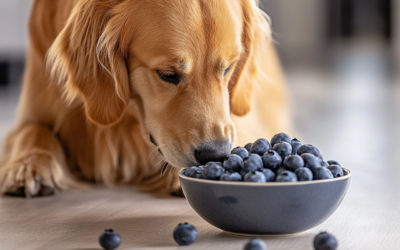 Blaubeeren & Co.: Das Superfood für deinen Vierbeiner?