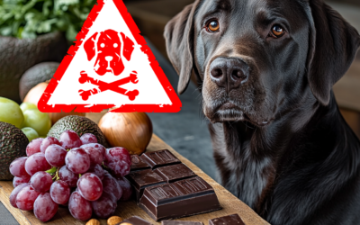 Vorsicht Gift! Diese Lebensmittel schaden deinem Hund – und warum