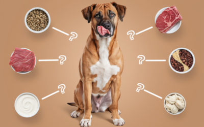 Futterallergie beim Hund: Symptome, Ursachen und erste Schritte