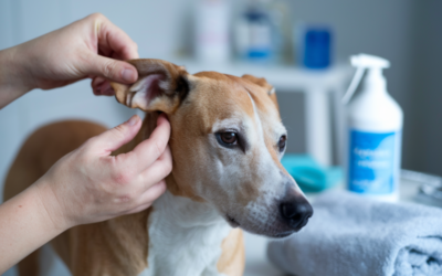 Ohrenentzündung beim Hund: Warnsignale und Behandlungstipps