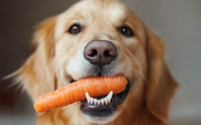 Zahnfreundliche Snacks: So vermeidest du Karies beim Hund
