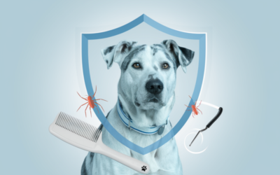 Zecken & Flöhe ade: Effektive Schutzstrategien für deinen Hund